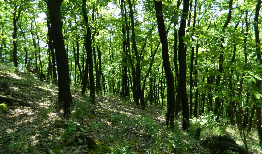 Tkert Fogad Nagymnyok