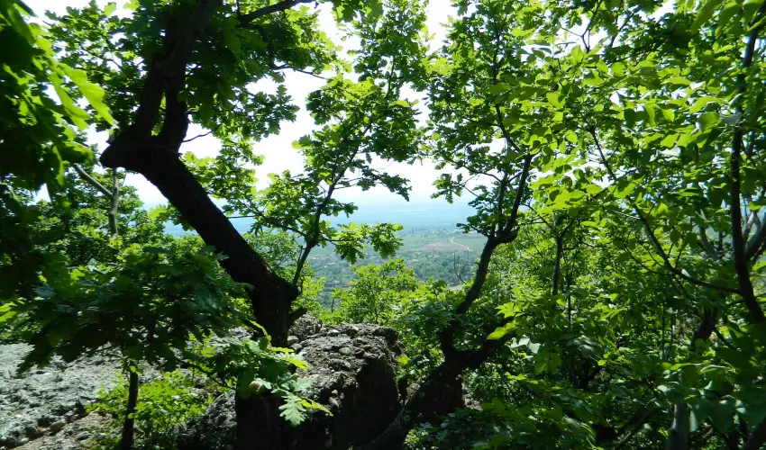 Tkert Fogad Nagymnyok