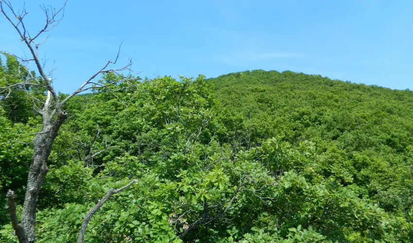 Tkert Fogad Nagymnyok